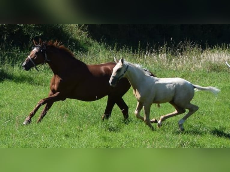 Trakehner Stallion Foal (05/2024) 16,2 hh Palomino in Twistetal