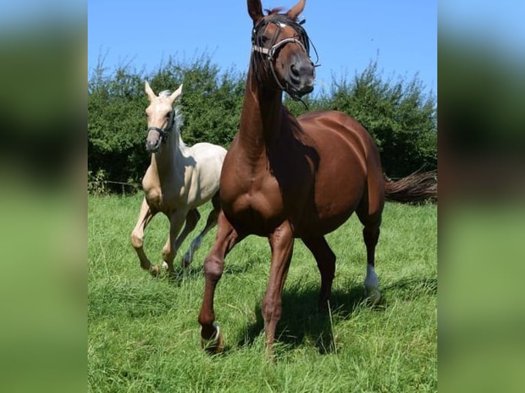 Trakehner Stallion Foal (05/2024) 16,2 hh Palomino in Twistetal