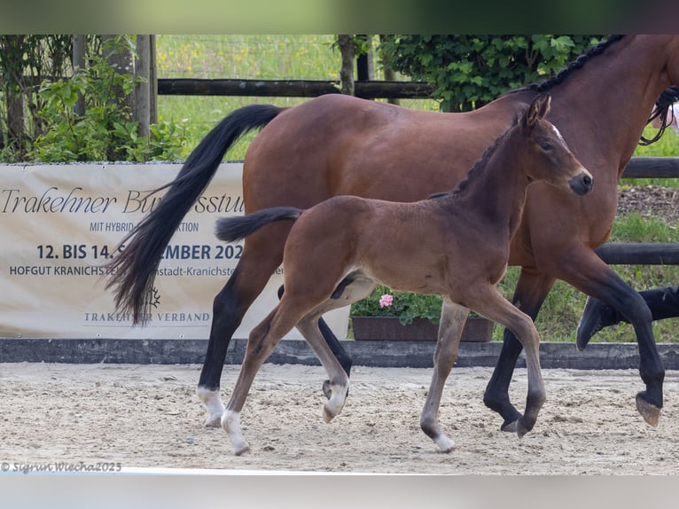 Trakehner Stallion  16 hh Brown in Ruppichteroth