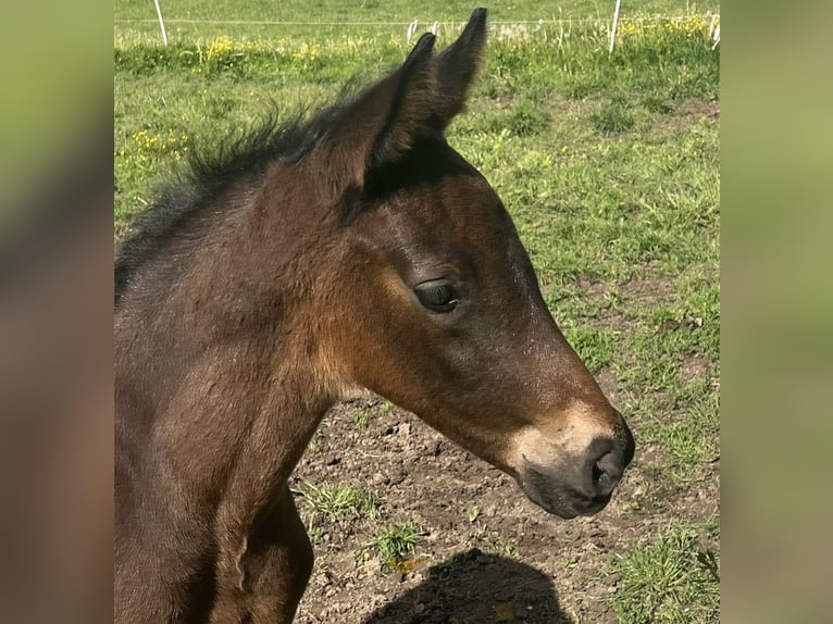 Trakehner Stallion  16,1 hh Bay-Dark in Neuberg