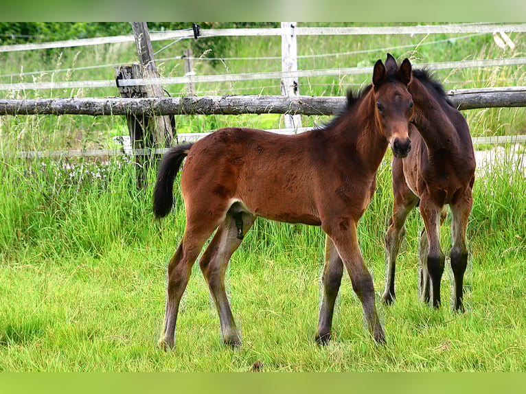 Trakehner Stallion  16,1 hh Bay-Dark in Neuberg