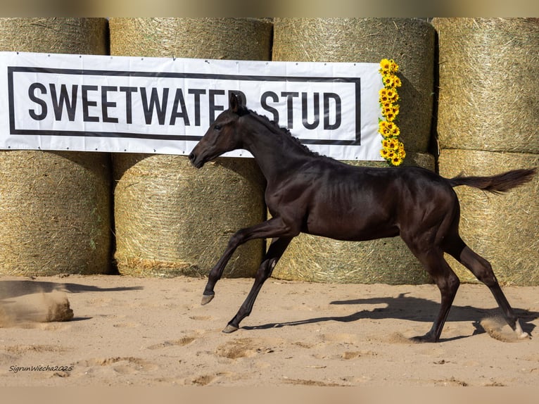 Trakehner Stallion Foal (04/2025) 16,1 hh Bay-Dark in Aytos