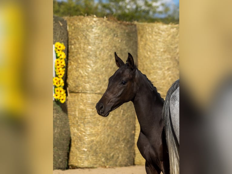 Trakehner Stallion Foal (04/2025) 16,1 hh Bay-Dark in Aytos