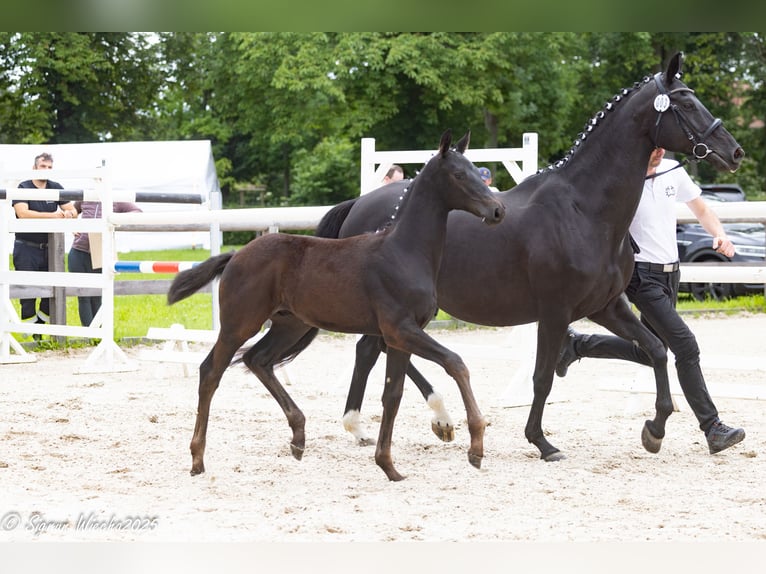 Trakehner Stallion  16,1 hh Black in Auerbach/Vogtland