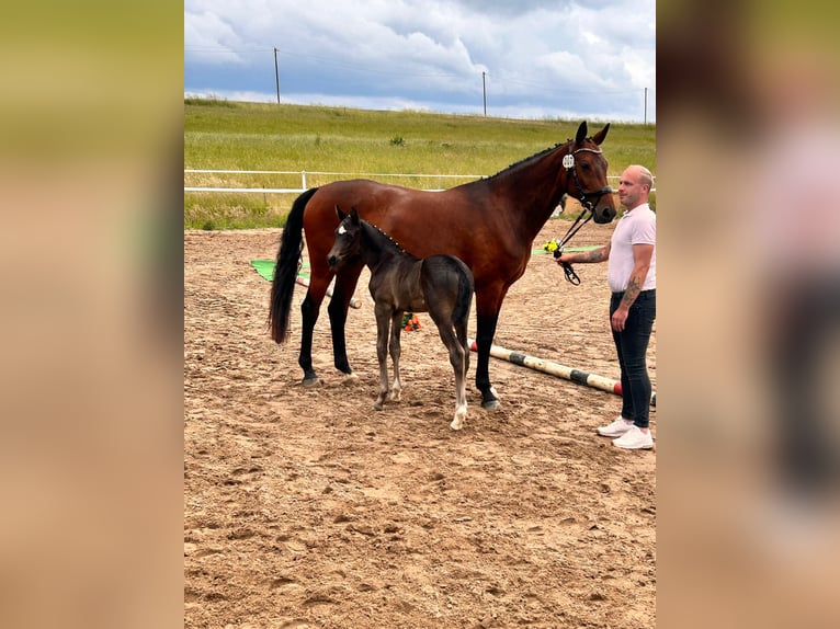Trakehner Stallion  16,1 hh Black in Ludwigslust