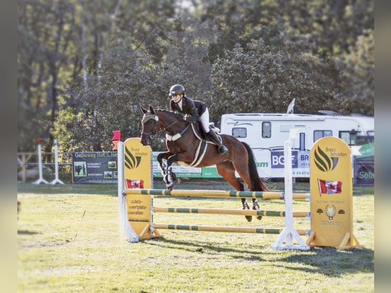 Trakehner Stallion  16,1 hh Black in Ludwigslust