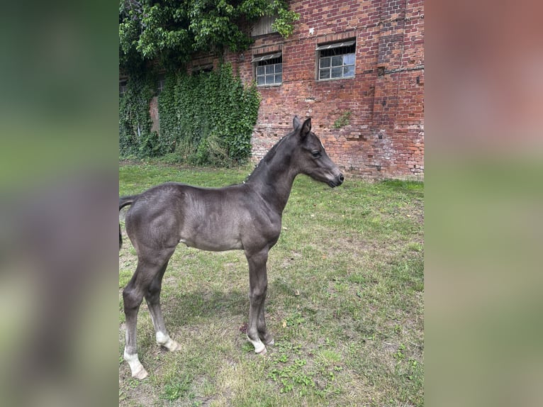 Trakehner Stallion  16,1 hh Black in Ludwigslust