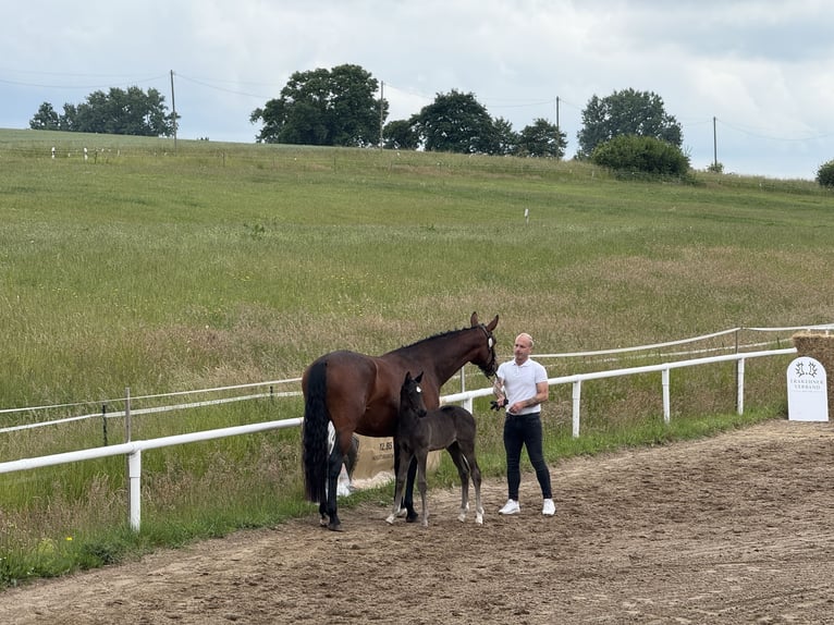 Trakehner Stallion  16,1 hh Black in Ludwigslust