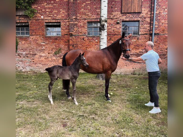 Trakehner Stallion  16,1 hh Black in Ludwigslust