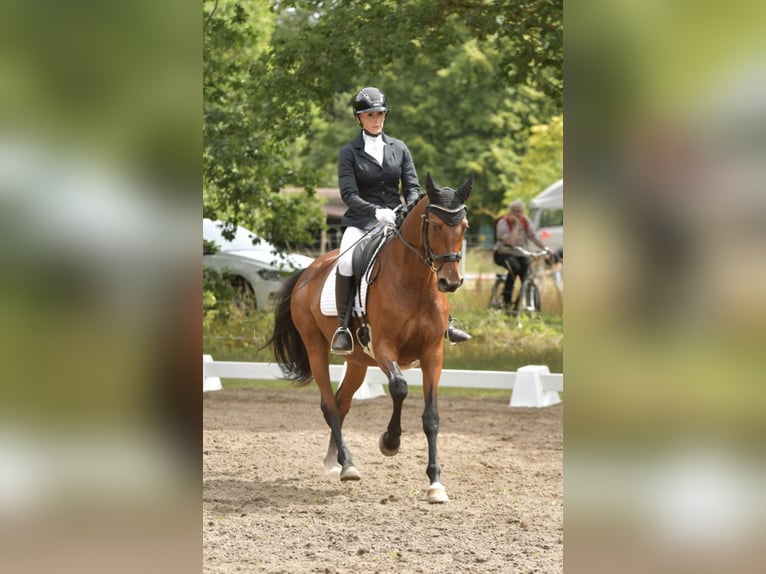 Trakehner Stallion  16,1 hh Black in Ludwigslust