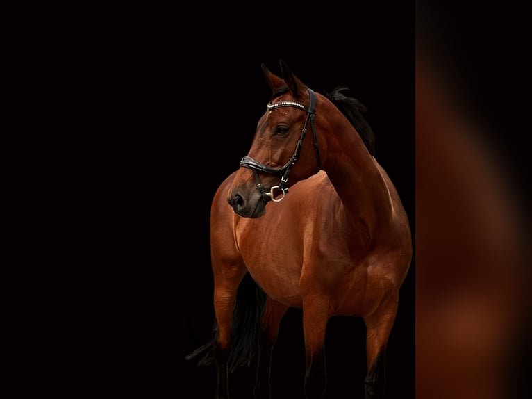 Trakehner Stallion  16,1 hh Black in Ludwigslust