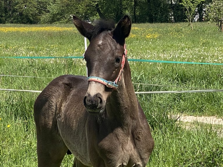 Trakehner Stallion  16,1 hh Black in Willingshausen