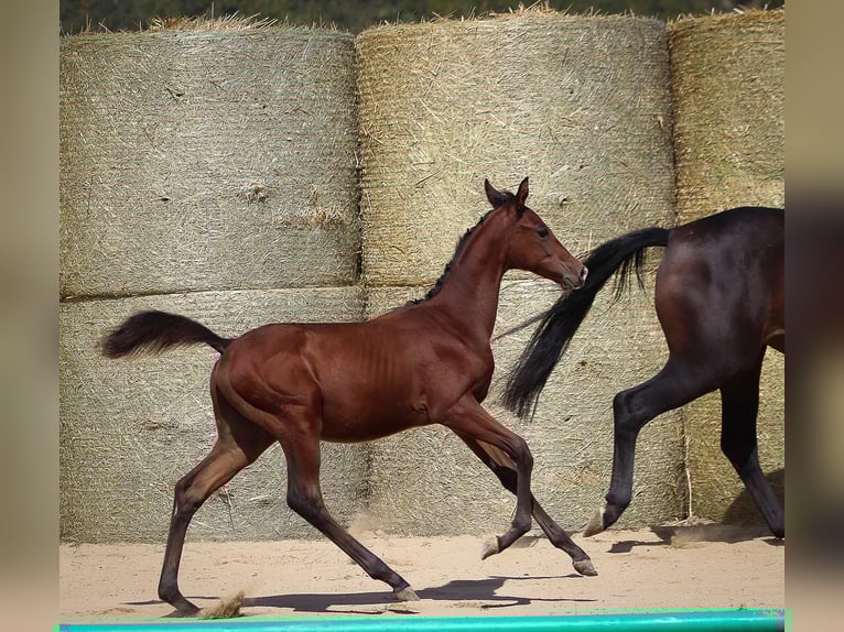 Trakehner Stallion Foal (05/2025) 16,1 hh Brown in Aytos