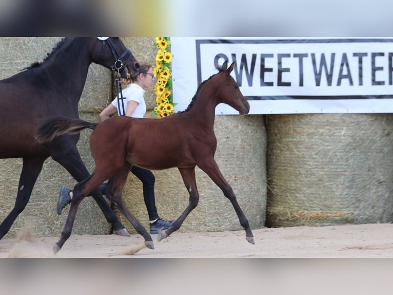 Trakehner Stallion Foal (05/2025) 16,1 hh Brown in Aytos