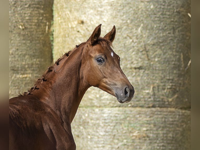 Trakehner Stallion Foal (01/2025) 16,1 hh Chestnut-Red in Aytos
