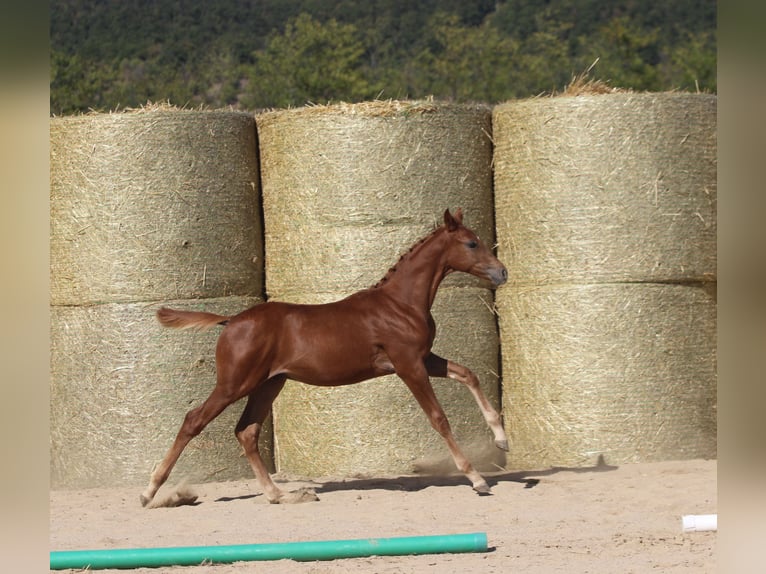 Trakehner Stallion Foal (05/2025) 16,1 hh Chestnut-Red in Aytos