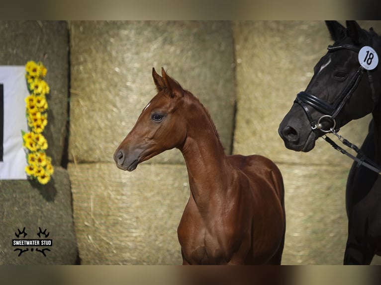 Trakehner Stallion Foal (05/2025) 16,1 hh Chestnut-Red in Aytos