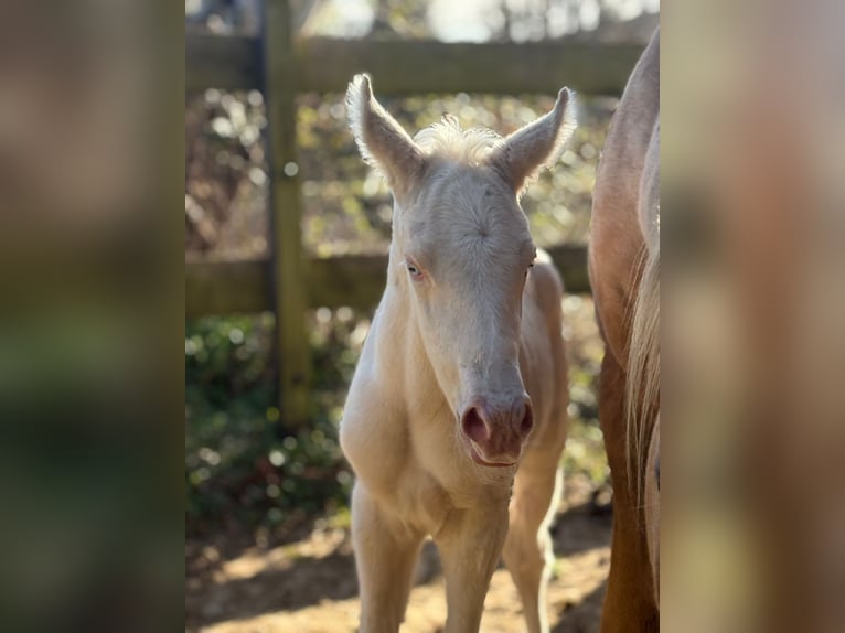Trakehner Stallion Foal (01/2026) 16,1 hh Cremello in Duvennest