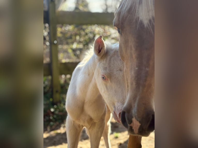 Trakehner Stallion Foal (01/2026) 16,1 hh Cremello in Duvennest