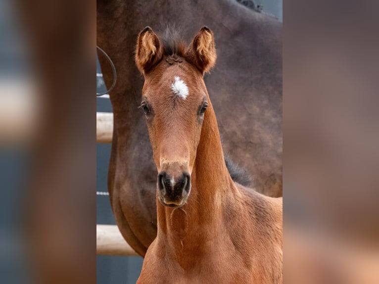 Trakehner Stallion  16,2 hh Bay-Dark in Harsefeld