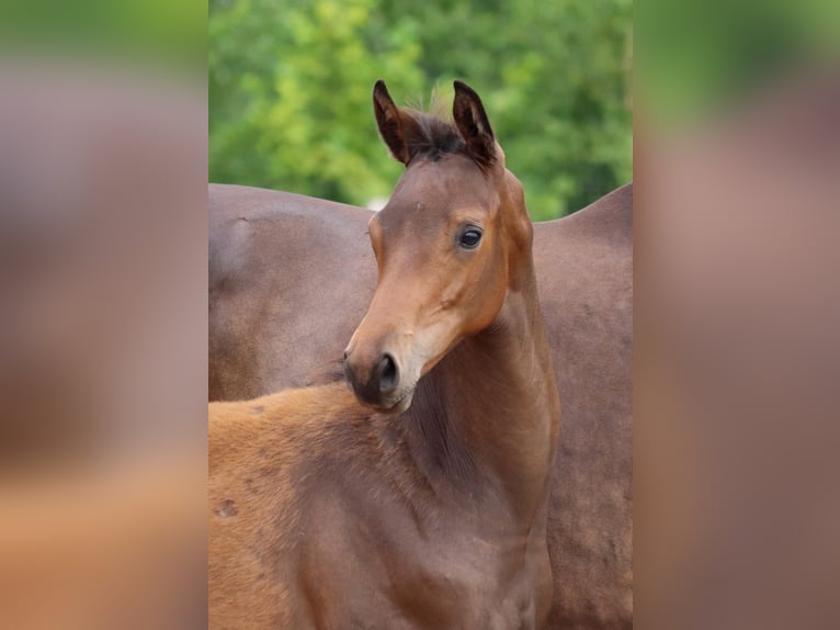 Trakehner Stallion Foal (03/2025) 16,2 hh Bay-Dark in Harsefeld