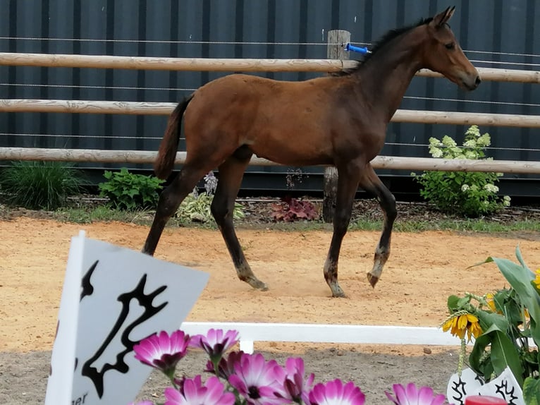 Trakehner Stallion Foal (03/2025) 16,2 hh Bay-Dark in Harsefeld