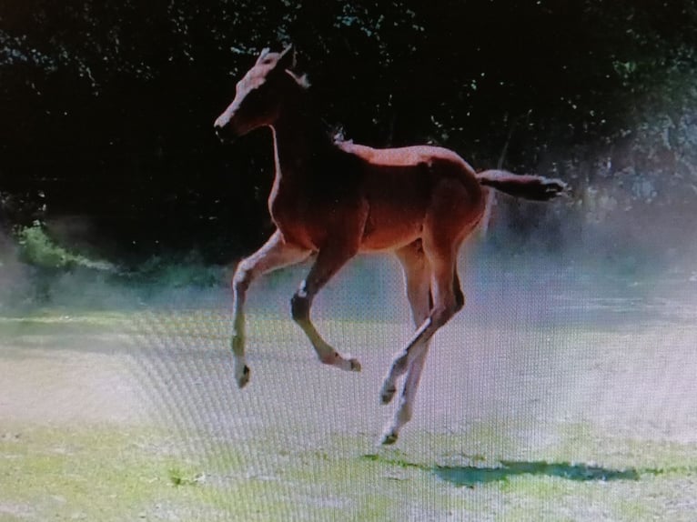 Trakehner Stallion  16,2 hh Bay-Dark in Harsefeld