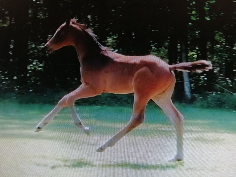 Trakehner Stallion  16,2 hh Bay-Dark in Harsefeld