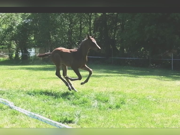 Trakehner Stallion  16,2 hh Bay-Dark in Harsefeld