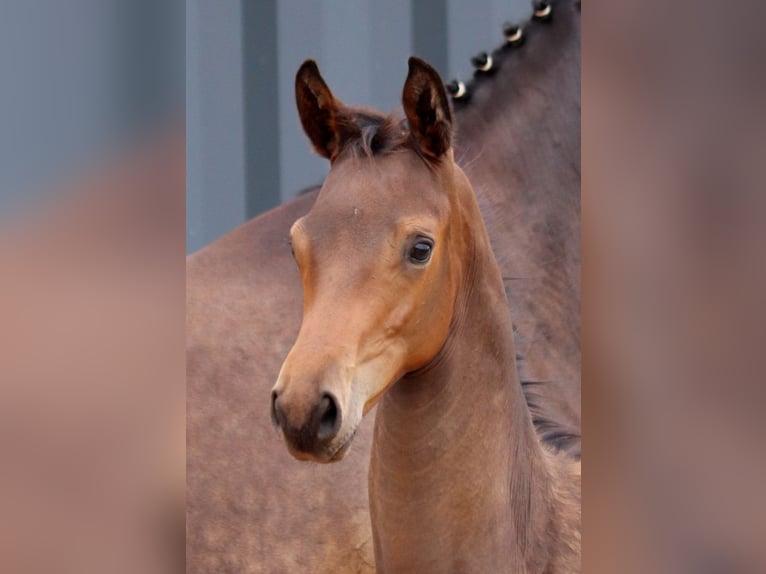Trakehner Stallion Foal (03/2025) 16,2 hh Bay-Dark in Harsefeld