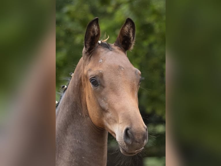 Trakehner Stallion Foal (03/2025) 16,2 hh Bay-Dark in Harsefeld