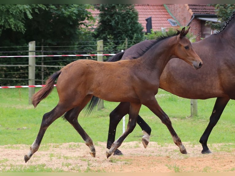Trakehner Stallion Foal (03/2025) 16,2 hh Bay-Dark in Harsefeld