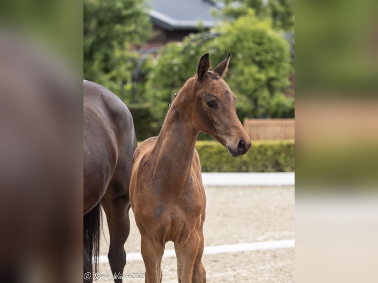 Trakehner Stallion Foal (03/2025) 16,2 hh Bay-Dark in Harsefeld
