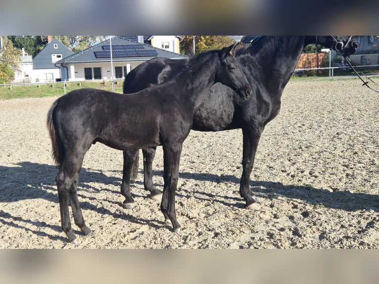 Trakehner Stallion Foal (05/2025) 16,2 hh Black in Jahnsdorf/Erzgebirge