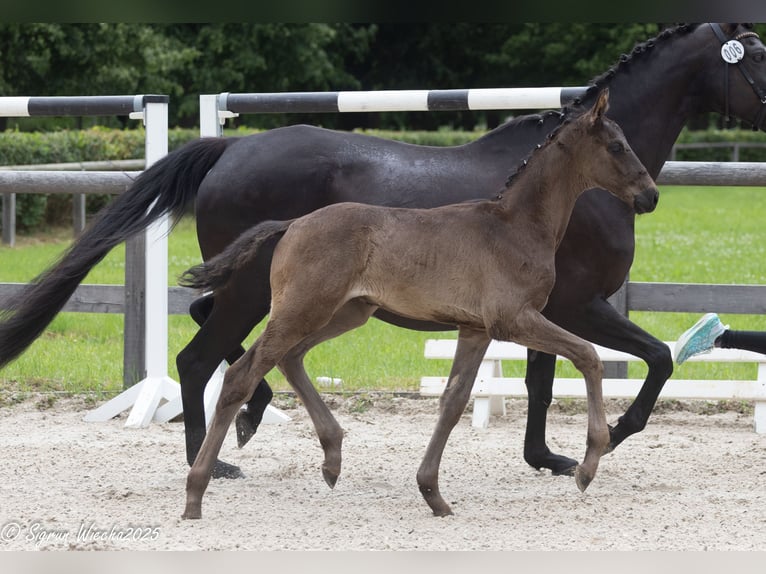 Trakehner Stallion Foal (05/2025) 16,2 hh Black in Sperenberg