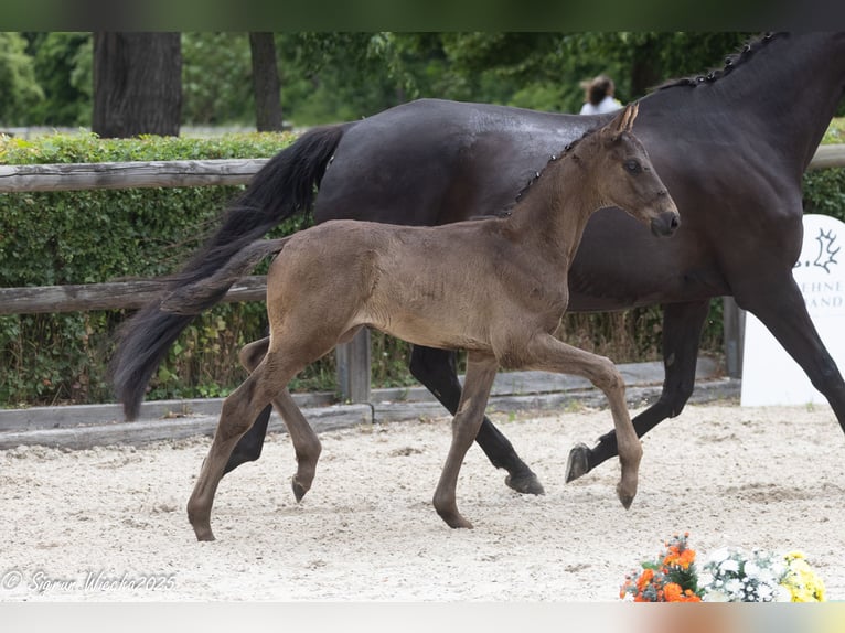 Trakehner Stallion Foal (05/2025) 16,2 hh Black in Sperenberg