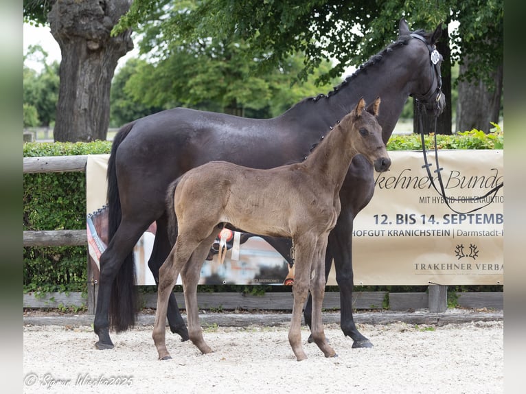 Trakehner Stallion Foal (05/2025) 16,2 hh Black in Sperenberg