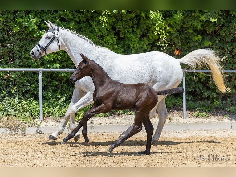 Trakehner Stallion  16,2 hh Black in Hollenbach