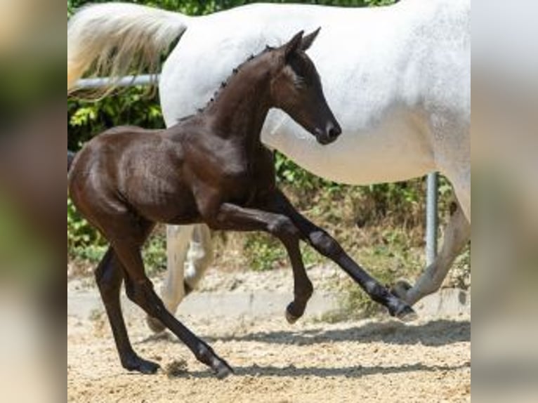 Trakehner Stallion Foal (05/2025) 16,2 hh Black in Hollenbach