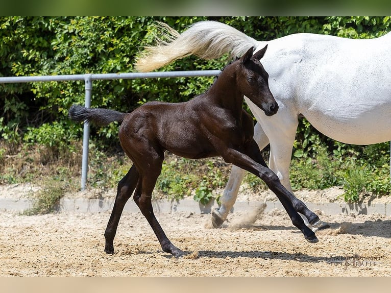 Trakehner Stallion  16,2 hh Black in Hollenbach