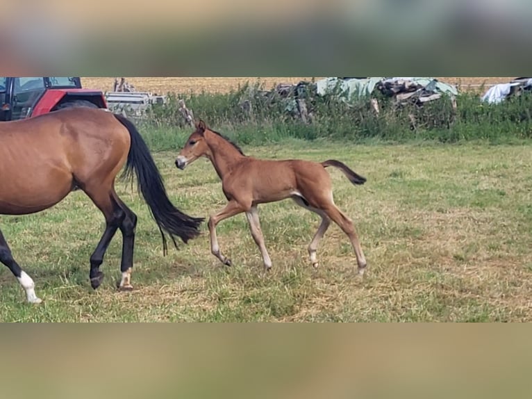 Trakehner Stallion Foal (05/2025) 16,2 hh Brown in Brakel