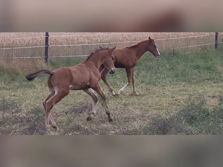 Trakehner Stallion Foal (05/2025) 16,2 hh Brown in Brakel