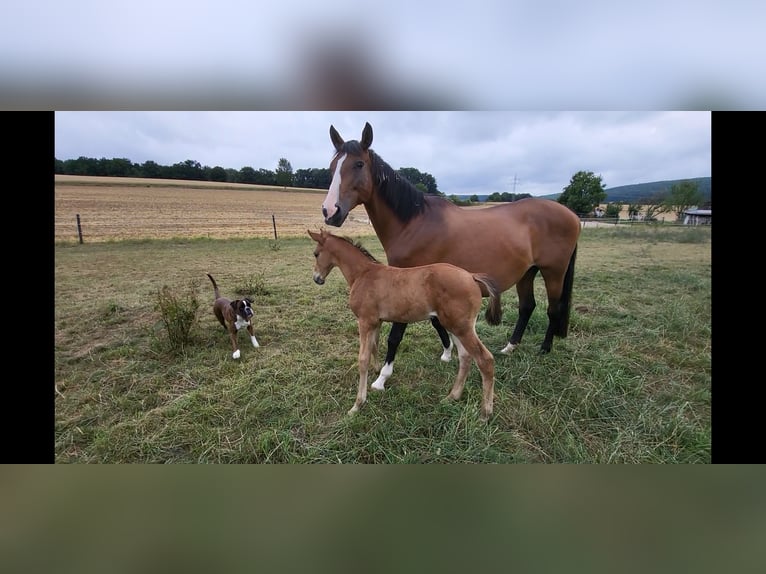 Trakehner Stallion Foal (05/2025) 16,2 hh Brown in Brakel