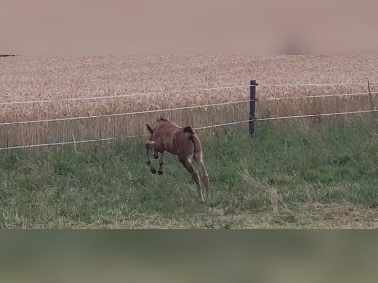 Trakehner Stallion Foal (05/2025) 16,2 hh Brown in Brakel
