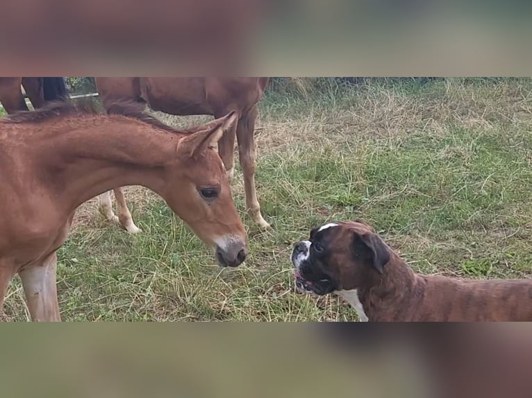 Trakehner Stallion Foal (05/2025) 16,2 hh Brown in Brakel