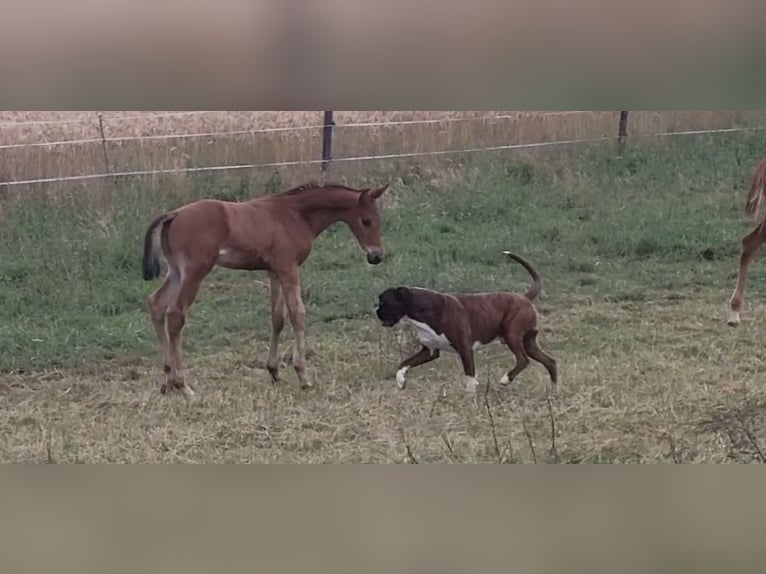 Trakehner Stallion Foal (05/2025) 16,2 hh Brown in Brakel