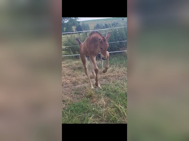 Trakehner Stallion Foal (05/2025) 16,2 hh Brown in Brakel