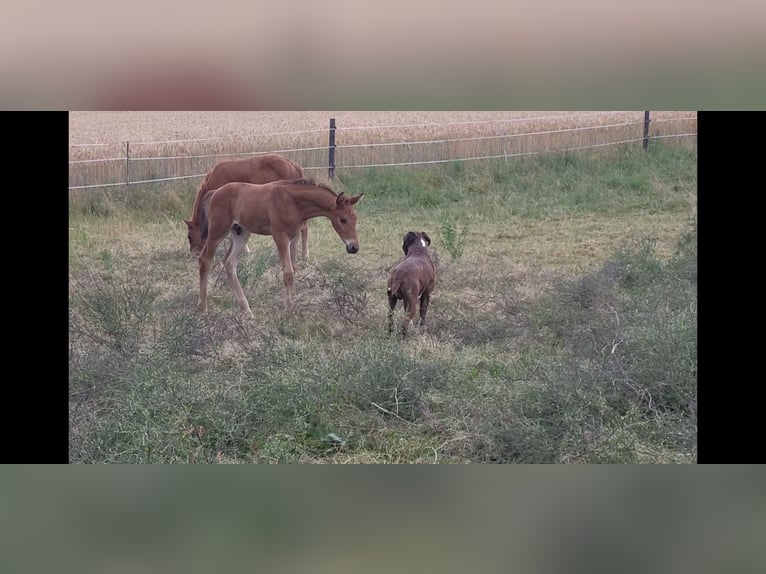 Trakehner Stallion Foal (05/2025) 16,2 hh Brown in Brakel