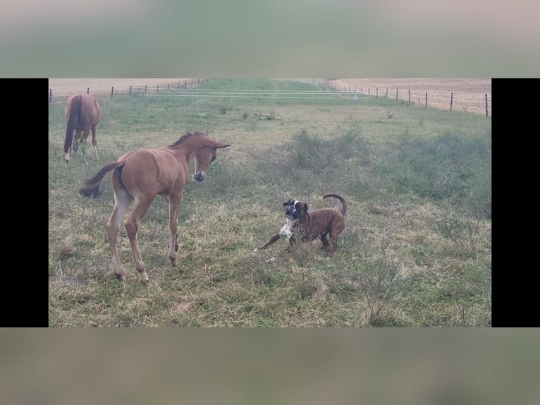 Trakehner Stallion Foal (05/2025) 16,2 hh Brown in Brakel