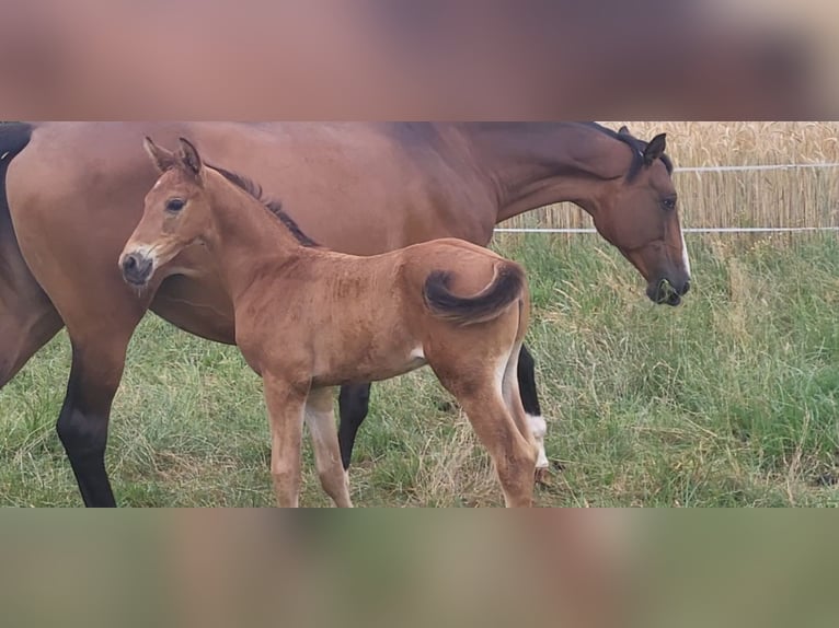 Trakehner Stallion Foal (05/2025) 16,2 hh Brown in Brakel